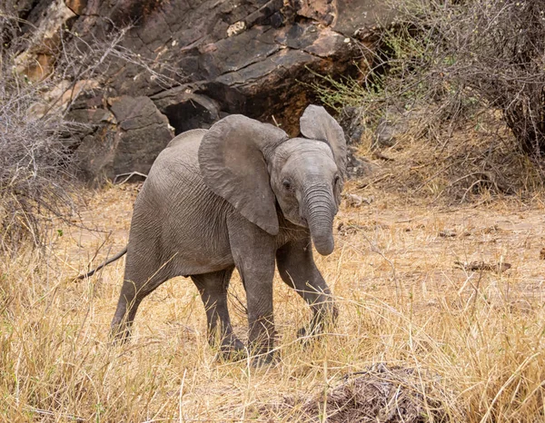 An African Elephant calf in Southern African savanna woodland