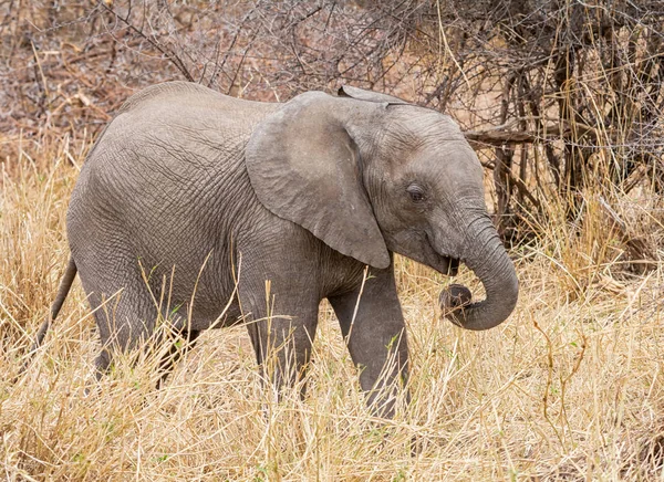 An African Elephant calf in Southern African savanna woodland