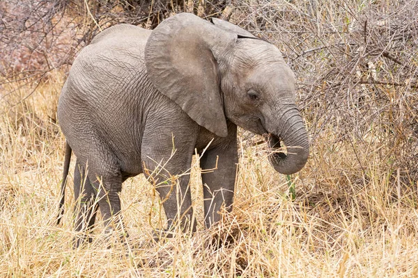 An African Elephant calf in Southern African savanna woodland