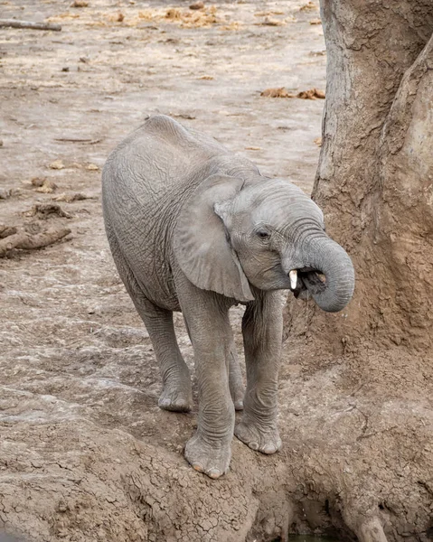 Juvenilní Slon Africký Pití Napajedla — Stock fotografie