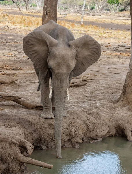 Éléphant Afrique Juvénile Buvant Dans Abreuvoir — Photo