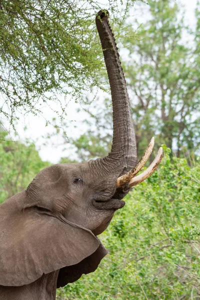 Woodland içinde yiyecek arama yetişkin Africaqn fil