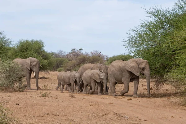 An African Elephant family in Southern African woodland savanna