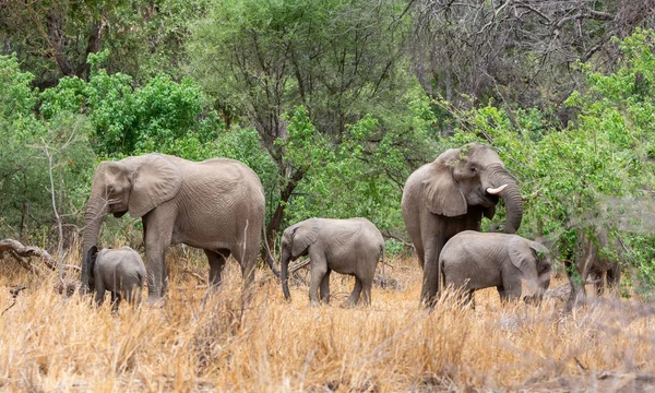 African Elephant mothers with their calves in Southern African woodland