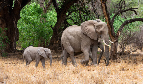 An African Elephant mother and calf in Southern African woodland