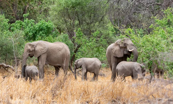 African Elephant Mothers Calves Southern African Woodland Stock Photo