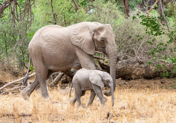 An African Elephant mother and calf in Southern African woodland