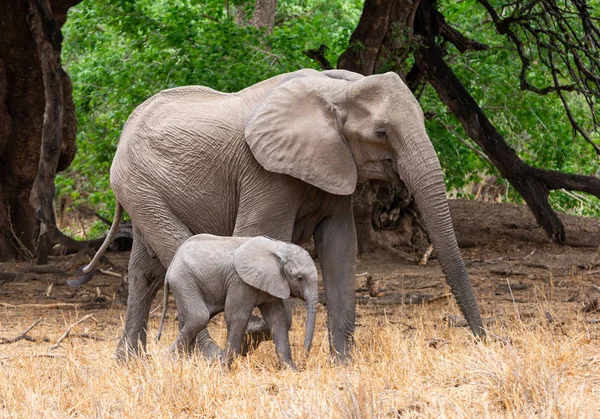 Una Madre Vitello Elefante Africano Nel Bosco Dell Africa Australe — Foto Stock