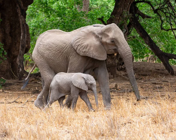 Una Madre Vitello Elefante Africano Nel Bosco Dell Africa Australe — Foto Stock