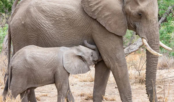 Slon Africký Maminky Jejich Telat Jižní Africké Woodland — Stock fotografie