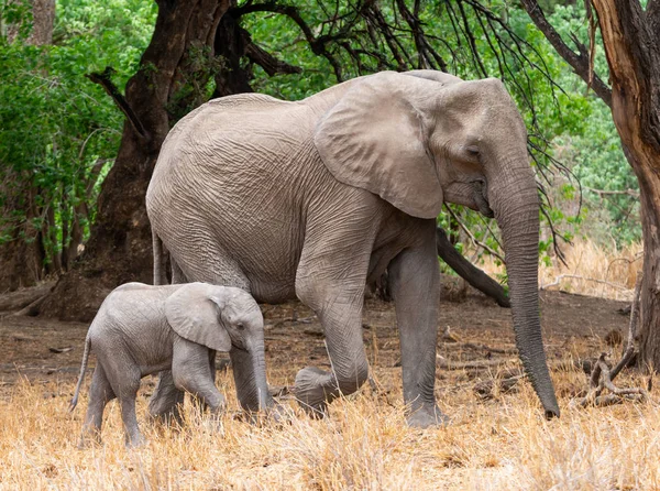 南部非洲林地中的一头非洲象母亲和小牛 — 图库照片