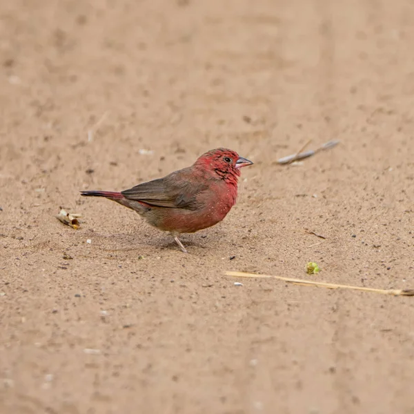 African Firefinch Southern African Savanna — Stock Photo, Image