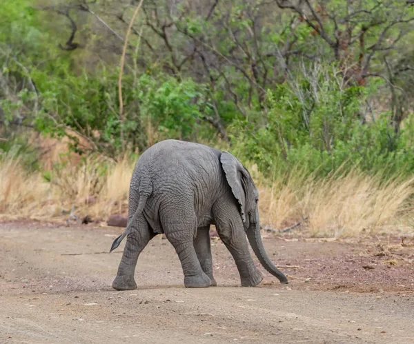Dítě Slon Africký Křížení Trati Jižní Africe — Stock fotografie