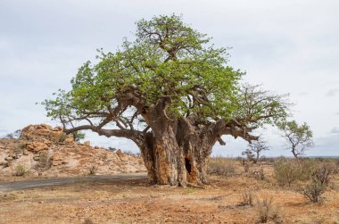 A baobab tree in Limpopo province, South Africa clipart