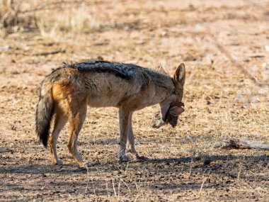 Kara sırtlı Çakal 's Scrub tavşan kill ile Güney Afrika