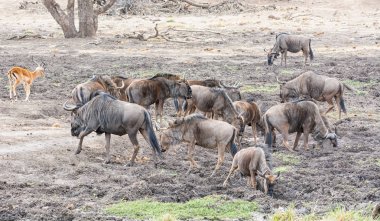 Güney Afrika savana bir sulama delik, mavi Wildebeest
