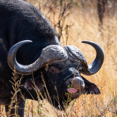 Güney Afrika savana yiyecek arama Cape Buffalo boğa