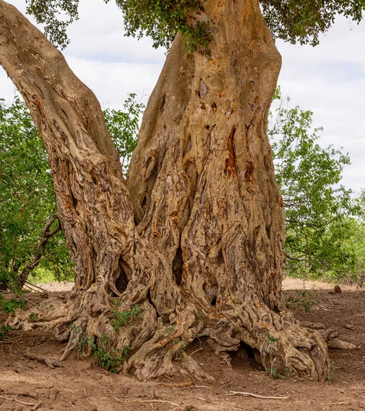 Tronco Uma Árvore Província Limpopo África Sul — Fotografia de Stock