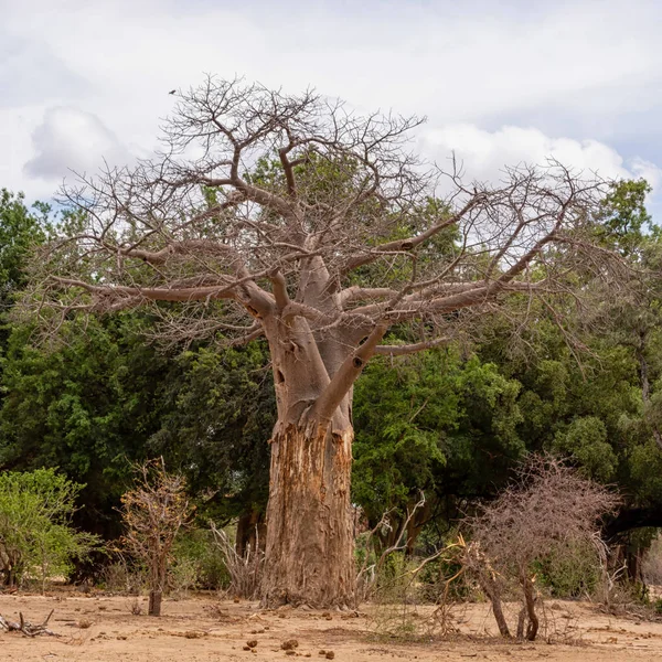 Ein Baobab Baum Der Südafrikanischen Provinz Limopo — Stockfoto