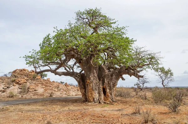 Ein Baobab Baum Der Südafrikanischen Provinz Limopo — Stockfoto