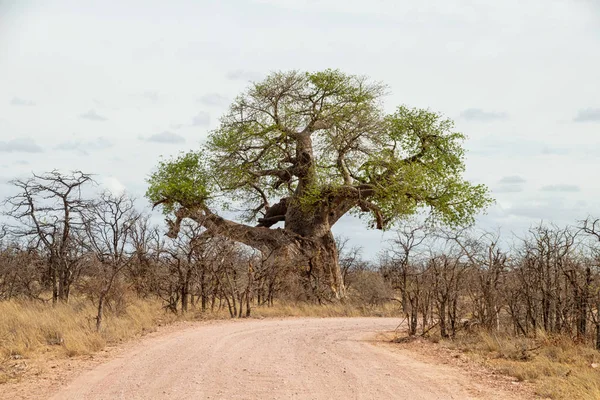 Uma Paisagem Limpopo Com Árvores Baobab África Sul — Fotografia de Stock