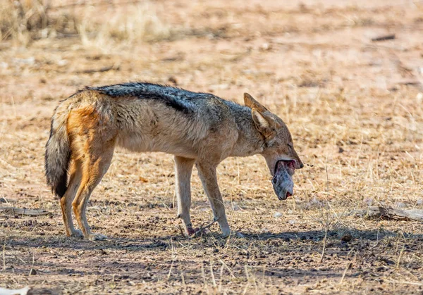 スクラブのウサギを殺すと南部アフリカのセグロジャッカル — ストック写真