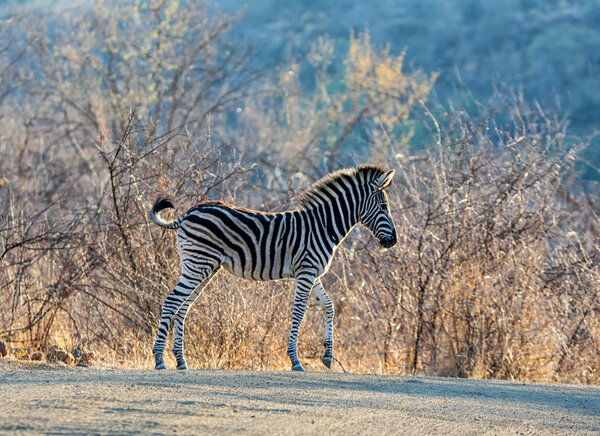 A juvenile Burchell's Zebra in Southern African savanna
