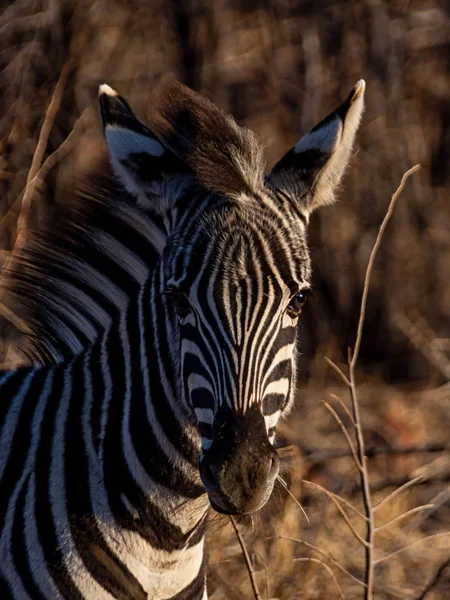 Güney Afrika Savana Bir Çocuk Bayağı Zebra — Stok fotoğraf