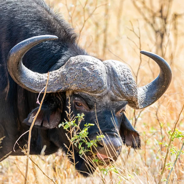 A Cape Buffalo bull foraging in Southern African savanna
