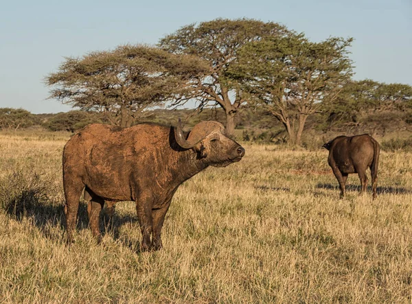 아프리카 사바나에 케이프 버팔로 황소의 초상화 — 스톡 사진