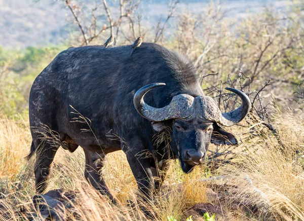 Cape Buffalo Byk Żerowania Południowej Afrykańskiej Sawanny — Zdjęcie stockowe