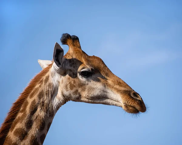 Retrato Cerca Una Cabeza Jirafa Sur África — Foto de Stock