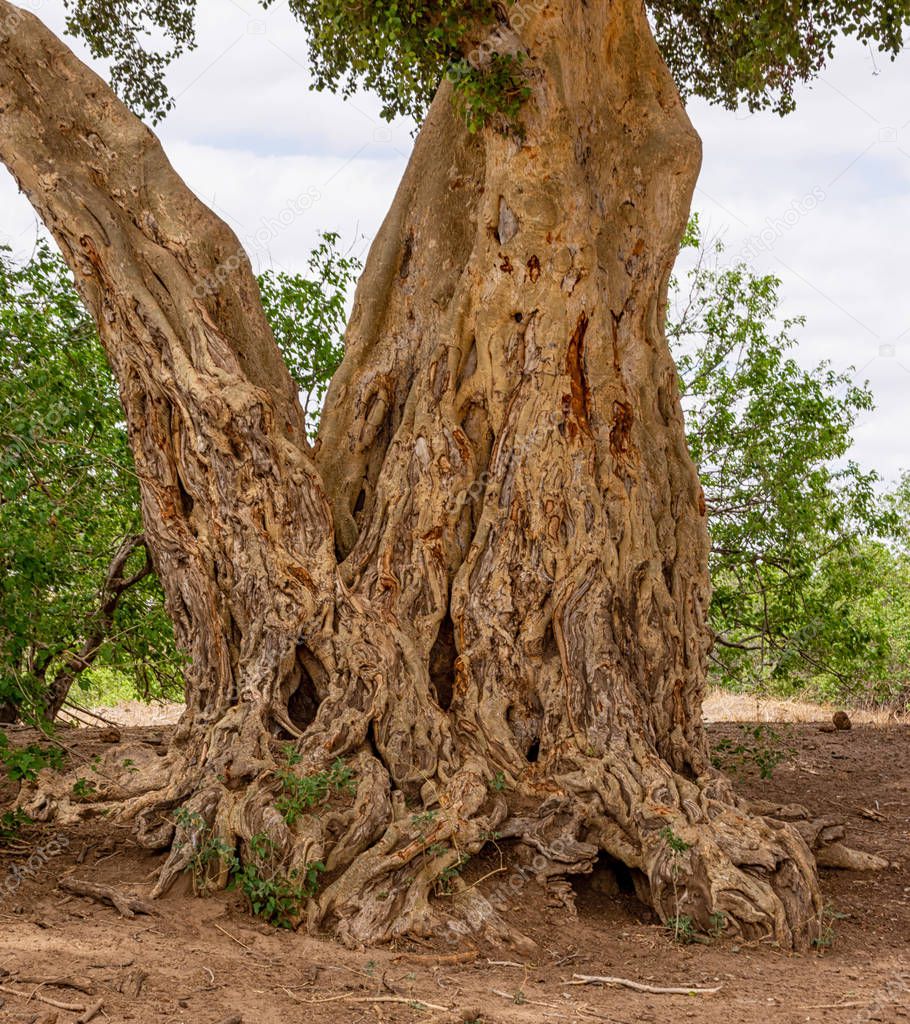 The trunk of a tree in Limpopo Province, South Africa