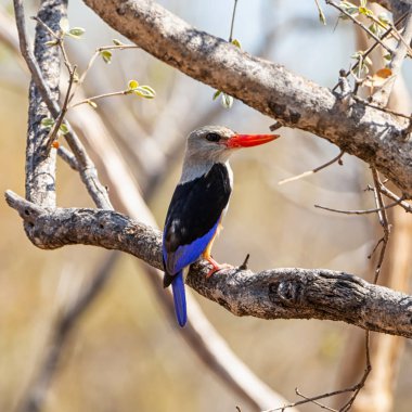 Gri başlı Kingfisher Güney Afrika'da ağaçta tünemiş