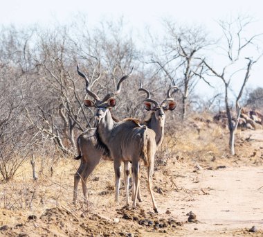 Güney Afrika'da toprak yolda kudu boğa
