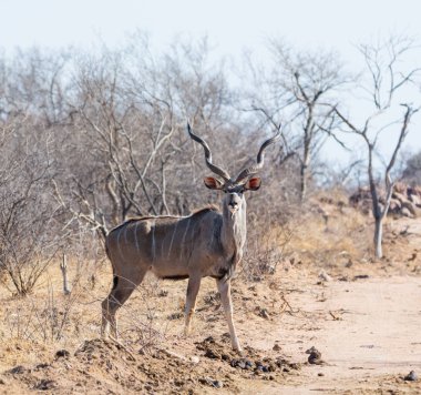 Güney Afrika'da bir kir parça kudu boğa