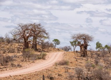 Limpopo manzara Baobab ağaçları Güney Afrika ile