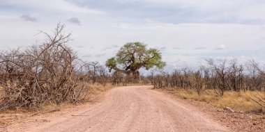 Limpopo manzara Baobab ağaçları Güney Afrika ile