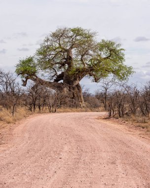 Limpopo manzara Baobab ağaçları Güney Afrika ile