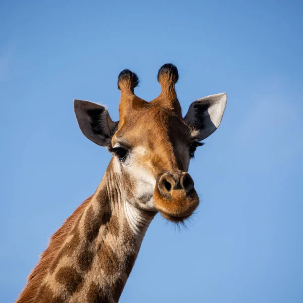 Retrato Cerca Una Cabeza Jirafa Sur África — Foto de Stock