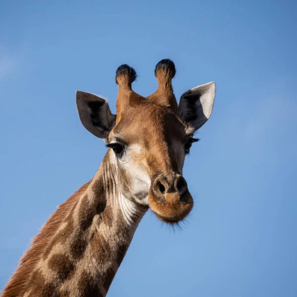 Retrato Cerca Una Cabeza Jirafa Sur África — Foto de Stock