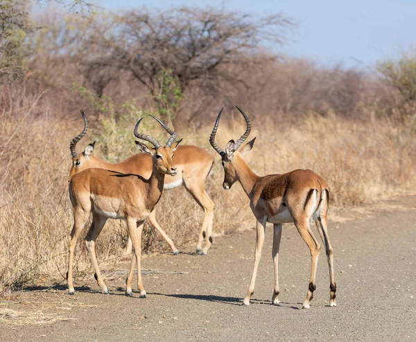 Impala Rammen Een Onverharde Weg Zuid Afrika — Stockfoto
