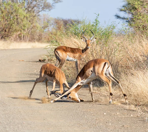 Impala Beranů Boj Polní Cestě Jižní Africe — Stock fotografie