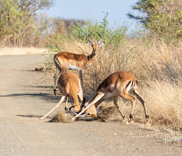 Impala Beranů Boj Polní Cestě Jižní Africe — Stock fotografie