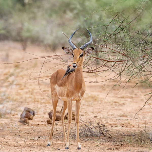Impala Ram Oxpecker Birds Southern African Savanna — Stock Photo, Image
