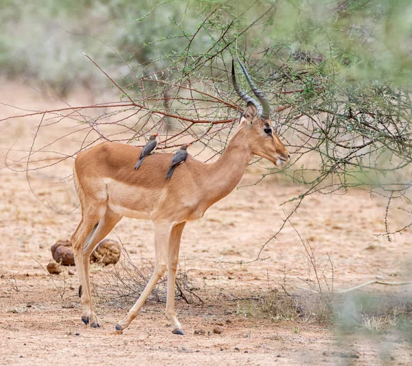 南部アフリカのサバンナのウシツツキ鳥とインパラ Ram — ストック写真