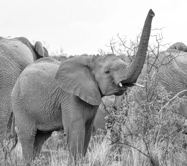 Elefante Africano Juvenil Sabana Del Sur África —  Fotos de Stock