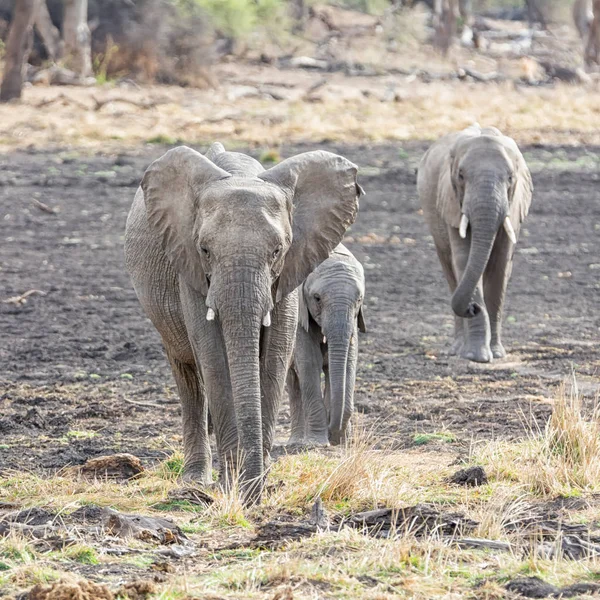 Juvenile African Elephants in Southern African savanna woodland