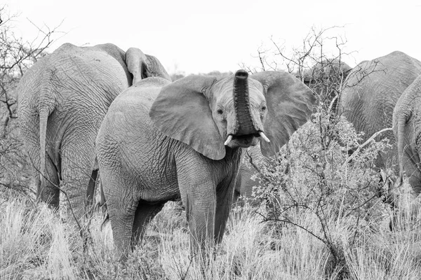 Elefante Africano Juvenil Sabana Del Sur África — Foto de Stock