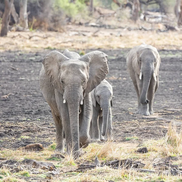 Juvenilní Afričtí Sloni Lesích Jižní Africké Savany — Stock fotografie